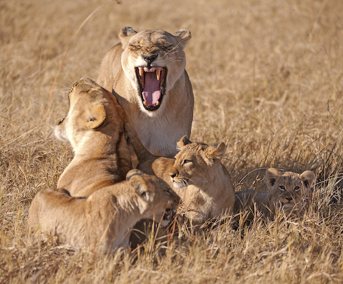 ROAR  Pronúncia em inglês do Cambridge Dictionary