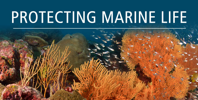 Protecting Marine Life