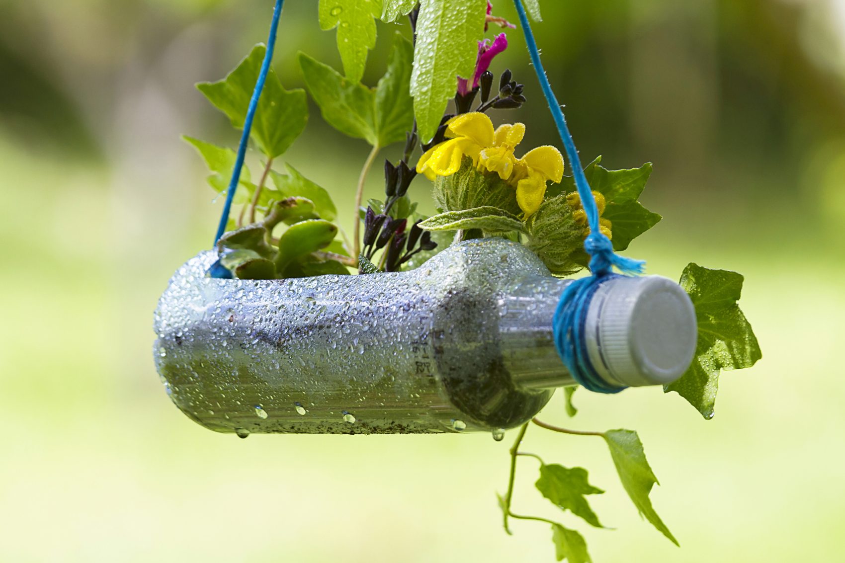 Upcycled plastic bottle plant pot - World of Better Learning | Cambridge  University Press