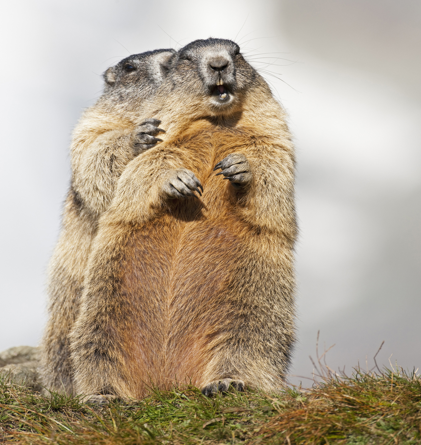 Test - Just One – Plateau Marmots
