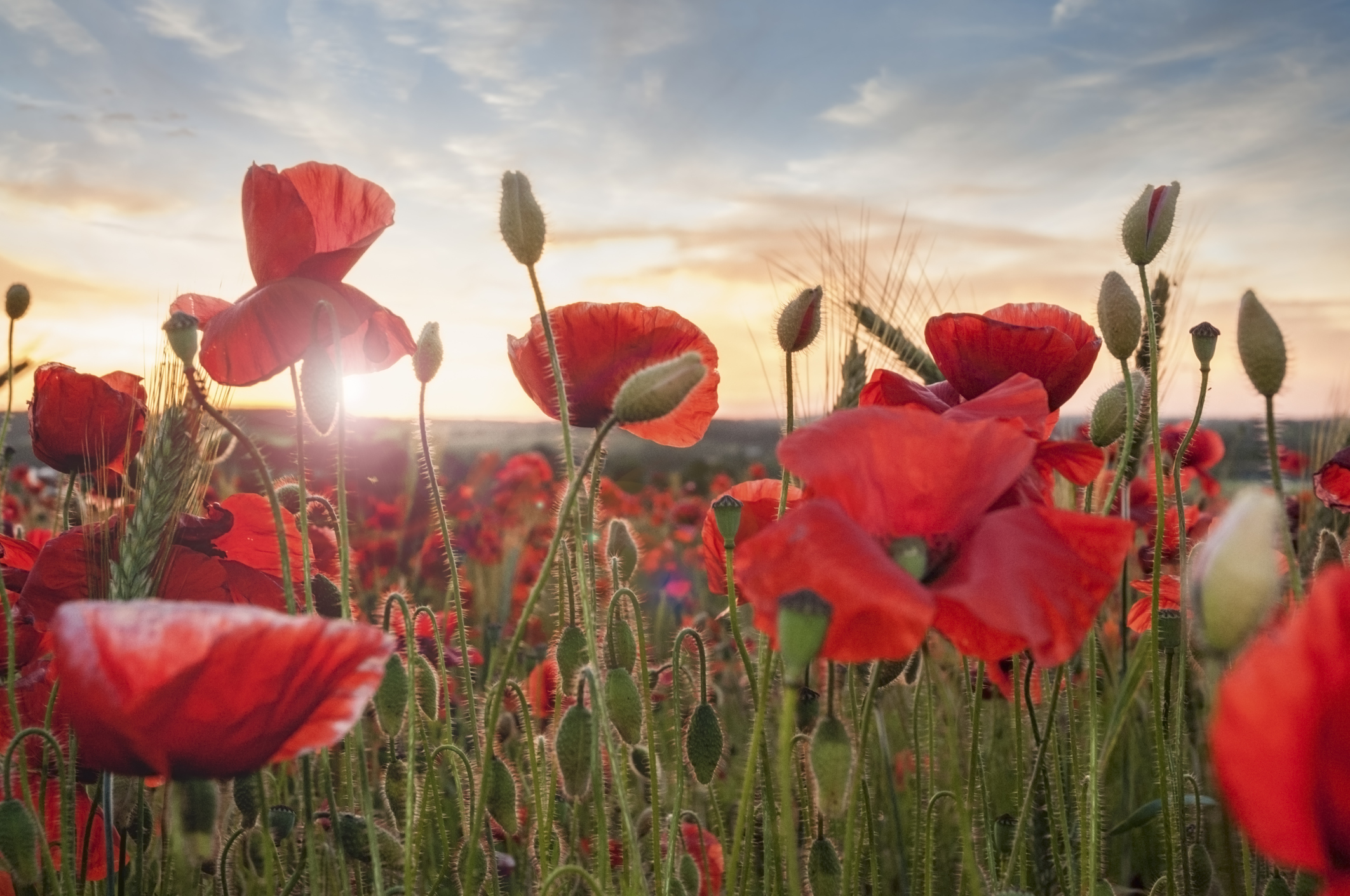 Amapola significato in italiano