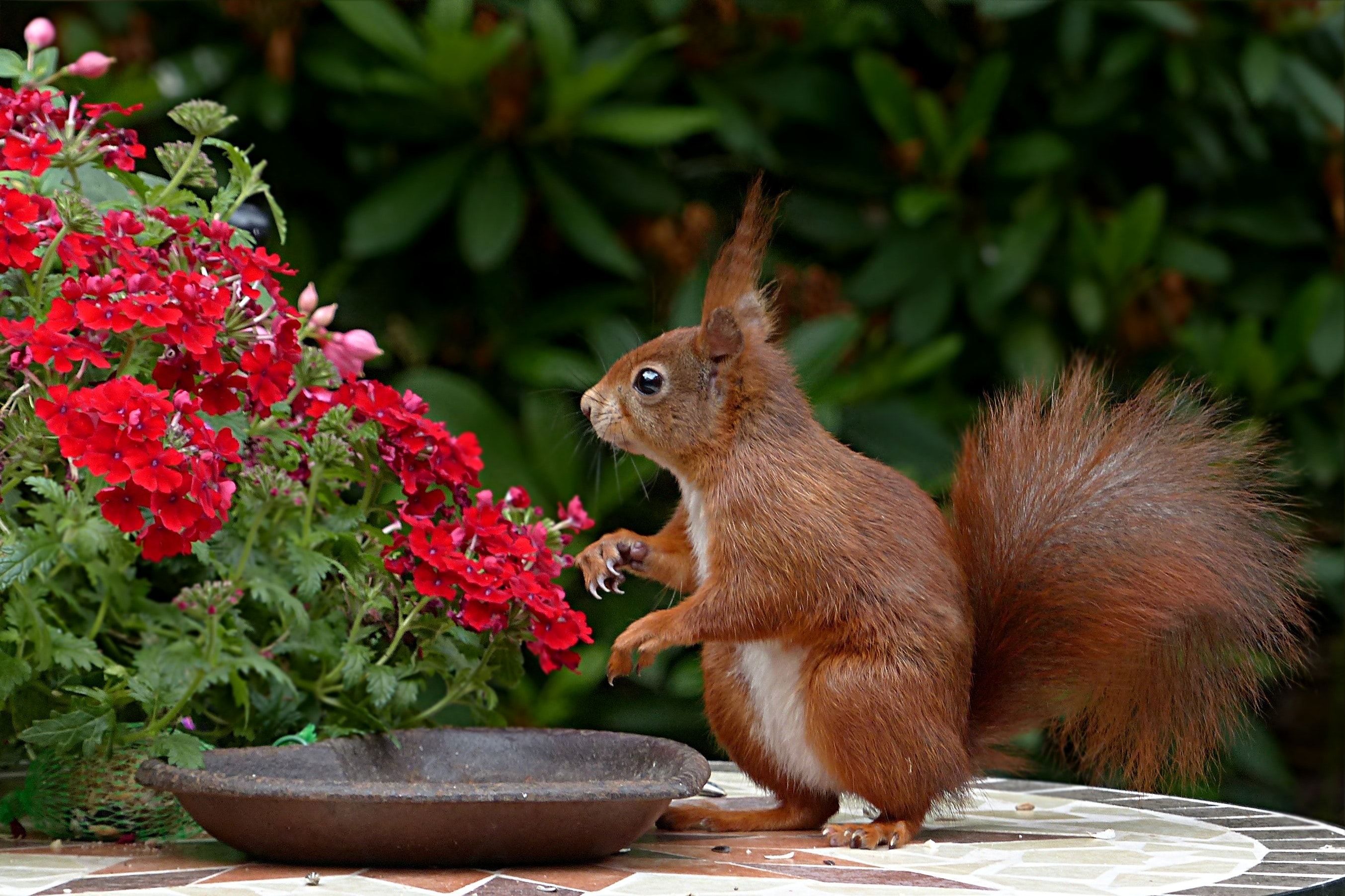 a red squirrel sits in front of red flowers on a garden table 