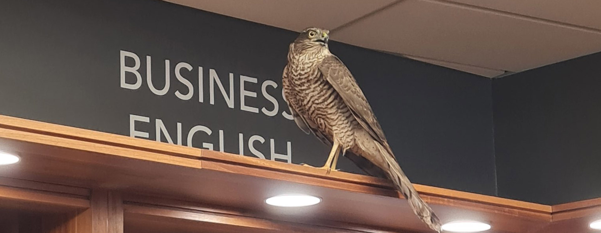 A sparrowhawk which flew into the Cambridge University Press Bookshop perched on a shelf