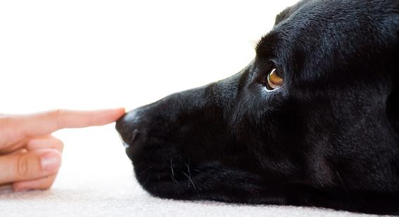 Human finger touching the nose of a black dog